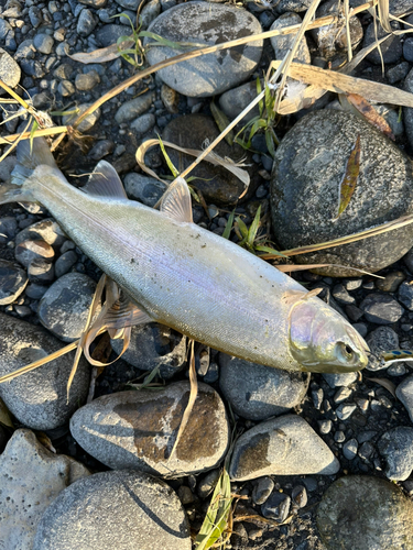 ニジマスの釣果