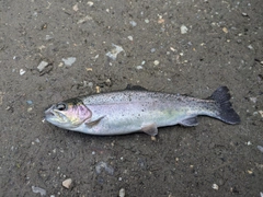 ニジマスの釣果