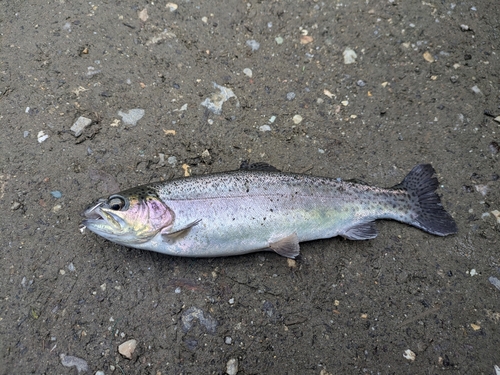 ニジマスの釣果