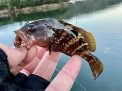 アコウの釣果