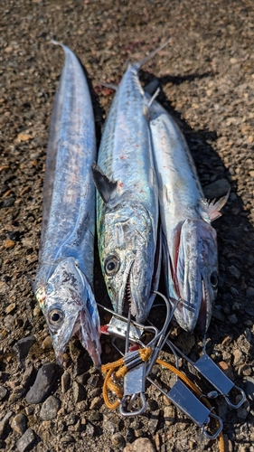 タチウオの釣果