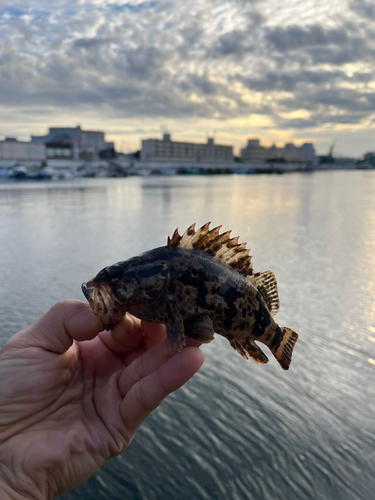 タケノコメバルの釣果