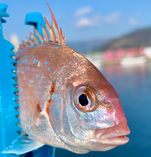 チャリコの釣果