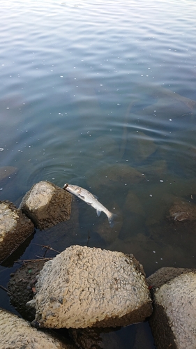 ニゴイの釣果