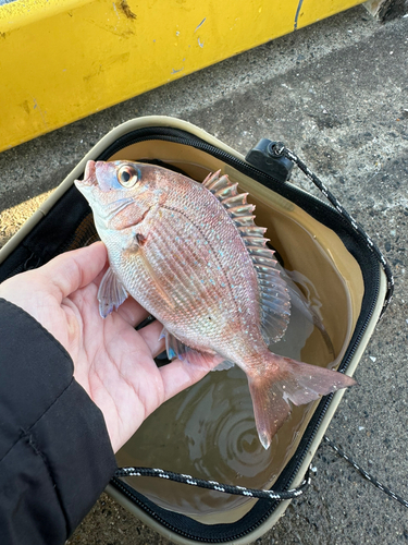 チャリコの釣果