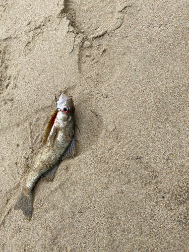 セイゴ（マルスズキ）の釣果