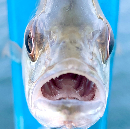 ロウニンアジの釣果