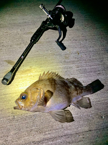 シロメバルの釣果