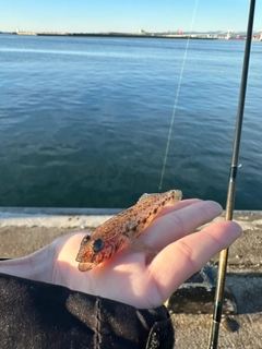 サビハゼの釣果