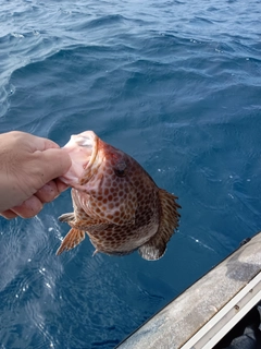 オオモンハタの釣果