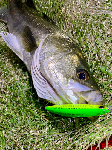 スズキの釣果