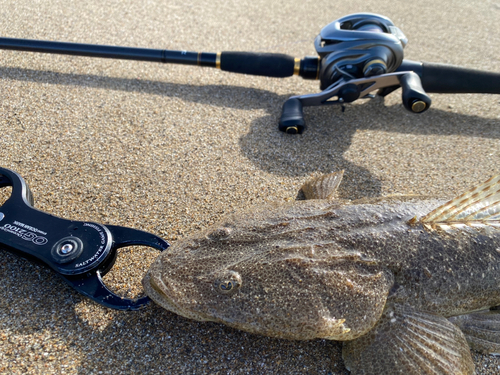 マゴチの釣果