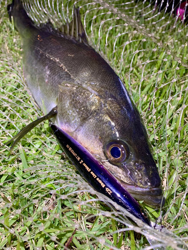 フッコ（マルスズキ）の釣果