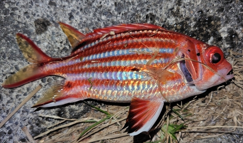 イットウダイの釣果