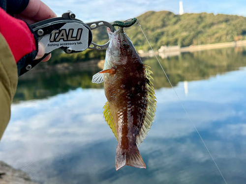 ホシササノハベラの釣果