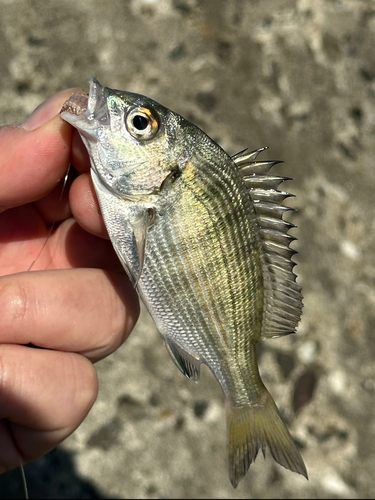 ウルメイワシの釣果