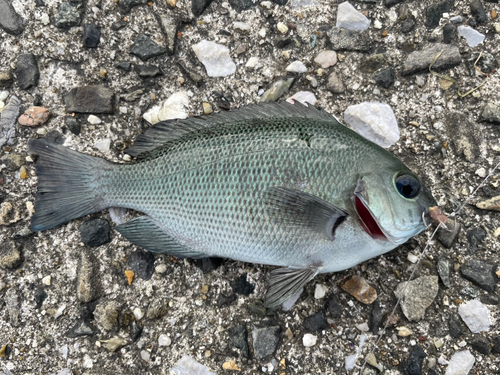 メジナの釣果