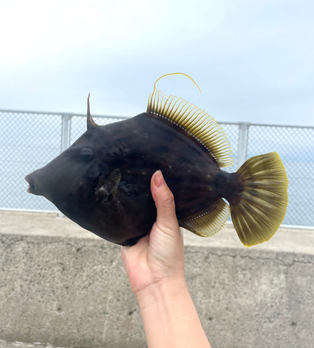 カワハギの釣果