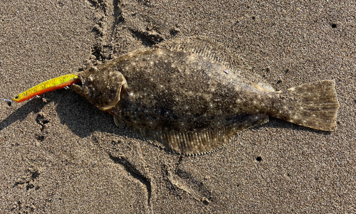 ヒラメの釣果