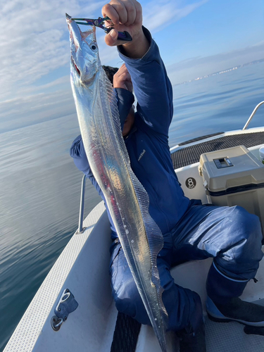 タチウオの釣果