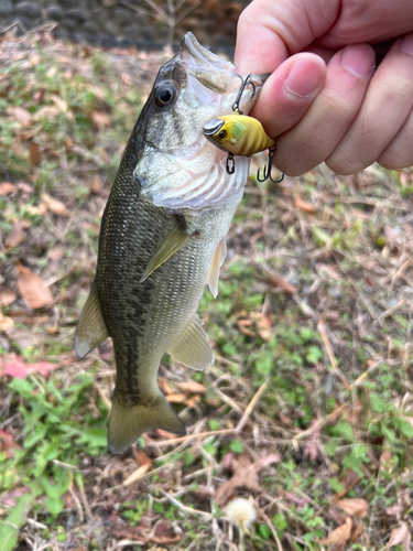 ラージマウスバスの釣果