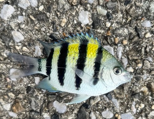 オヤビッチャの釣果