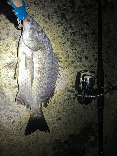 クロダイの釣果