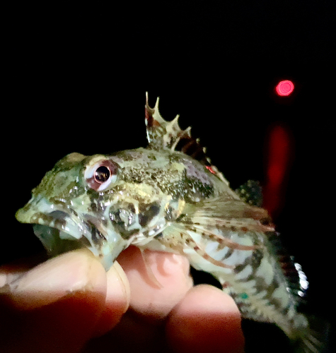 アナハゼの釣果