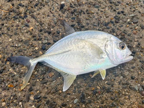 メッキの釣果