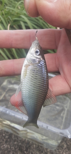 ヤリタナゴの釣果