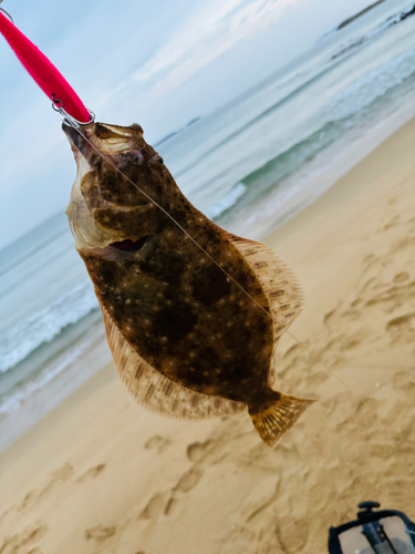 ソゲの釣果