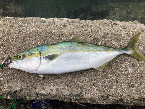 ヤズの釣果