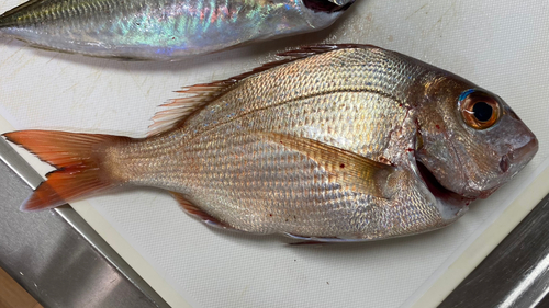 マダイの釣果