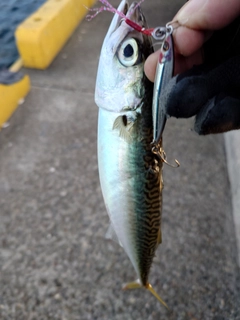 サバの釣果