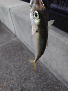 サバの釣果