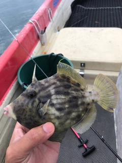 カワハギの釣果