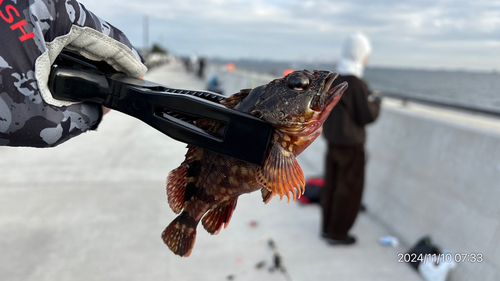 カサゴの釣果