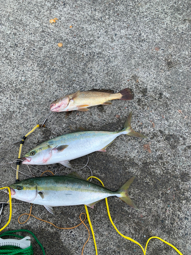 イナダの釣果