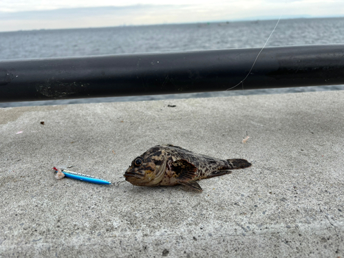 オウゴンムラソイの釣果