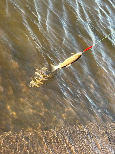 アメマスの釣果