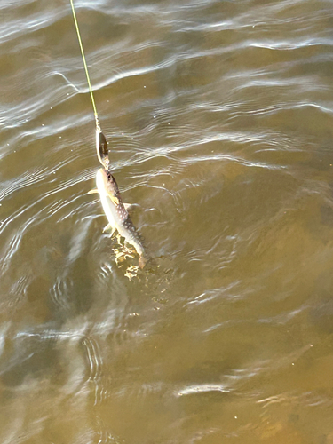 アメマスの釣果