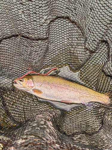 ニジマスの釣果