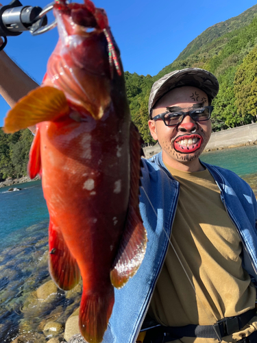 アカハタの釣果