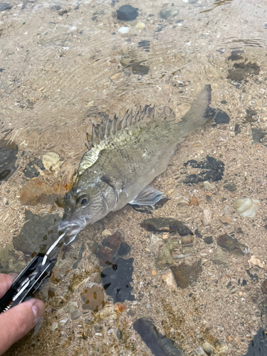 チヌの釣果