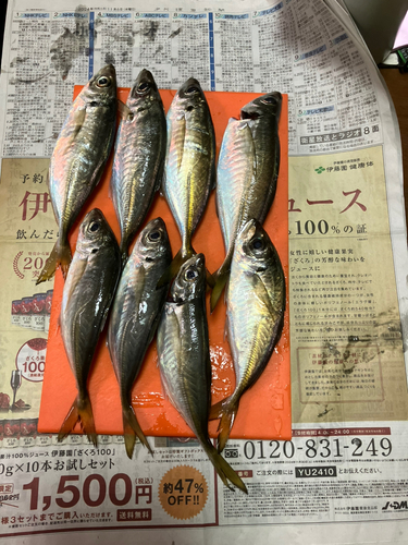 アジの釣果