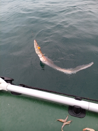 ハモの釣果