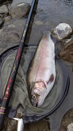 ニジマスの釣果