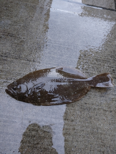 ヒラメの釣果