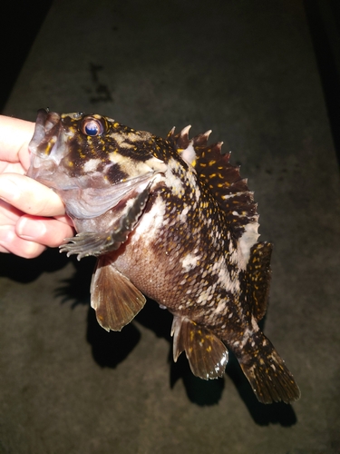 オウゴンムラソイの釣果