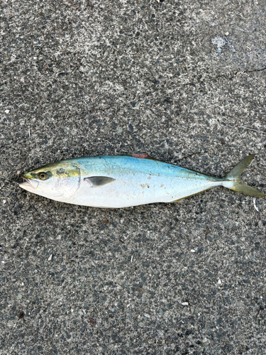 ハマチの釣果